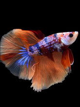 Load image into Gallery viewer, Male Halfmoon - Galaxy #1411 - Live Betta Fish
