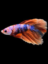 Load image into Gallery viewer, Male Halfmoon - Galaxy #1411 - Live Betta Fish
