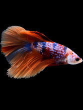 Load image into Gallery viewer, Male Halfmoon - Galaxy #1411 - Live Betta Fish
