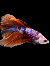 Load image into Gallery viewer, Male Halfmoon - Galaxy #1411 - Live Betta Fish
