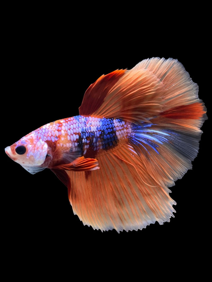 Male Halfmoon - Galaxy #1411 - Live Betta Fish