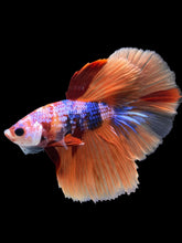 Load image into Gallery viewer, Male Halfmoon - Galaxy #1411 - Live Betta Fish
