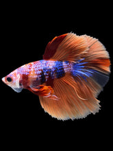 Load image into Gallery viewer, Male Halfmoon - Galaxy #1411 - Live Betta Fish
