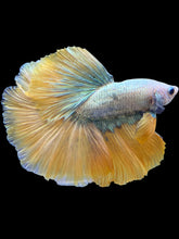 Load image into Gallery viewer, Male Halfmoon - Fancy Yellow Tail #1413 - Live Betta Fish
