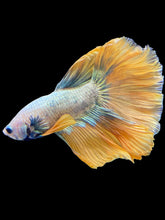 Load image into Gallery viewer, Male Halfmoon - Fancy Yellow Tail #1413 - Live Betta Fish
