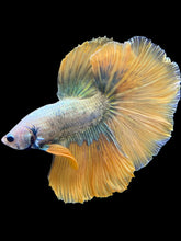 Load image into Gallery viewer, Male Halfmoon - Fancy Yellow Tail #1413 - Live Betta Fish
