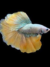 Load image into Gallery viewer, Male Halfmoon - Fancy Yellow Tail #1413 - Live Betta Fish

