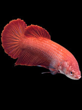 Load image into Gallery viewer, GIANT Female Halfmoon Plakat - Super Red #1414 - Live Betta Fish
