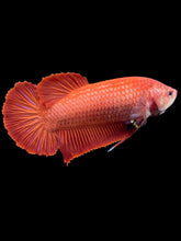 Load image into Gallery viewer, GIANT Female Halfmoon Plakat - Super Red #1414 - Live Betta Fish
