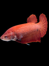 Load image into Gallery viewer, GIANT Female Halfmoon Plakat - Super Red #1414 - Live Betta Fish
