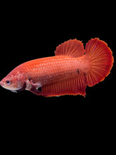 Load image into Gallery viewer, GIANT Female Halfmoon Plakat - Super Red #1414 - Live Betta Fish
