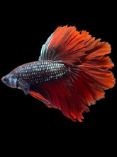 Load image into Gallery viewer, Male Rosetail - Fancy Copper #1415 - Live Betta Fish
