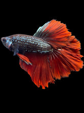 Load image into Gallery viewer, Male Rosetail - Fancy Copper #1415 - Live Betta Fish
