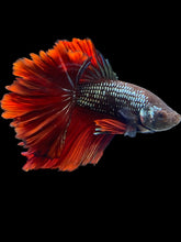 Load image into Gallery viewer, Male Rosetail - Fancy Copper #1415 - Live Betta Fish
