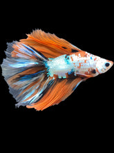 Load image into Gallery viewer, Male Fullmoon - Candy #1416 - Live Betta Fish
