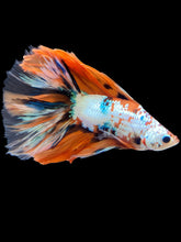 Load image into Gallery viewer, Male Fullmoon - Candy #1416 - Live Betta Fish
