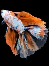 Load image into Gallery viewer, Male Fullmoon - Candy #1416 - Live Betta Fish
