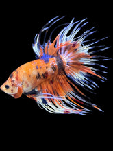 Load image into Gallery viewer, Male Crowntail - Candy #1417 - Live Betta Fish
