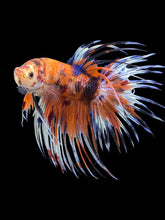 Load image into Gallery viewer, Male Crowntail - Candy #1417 - Live Betta Fish
