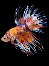 Load image into Gallery viewer, Male Crowntail - Candy #1417 - Live Betta Fish
