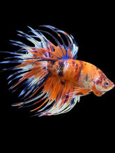 Load image into Gallery viewer, Male Crowntail - Candy #1417 - Live Betta Fish
