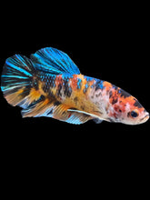 Load image into Gallery viewer, GIANT Male Halfmoon Plakat - Galaxy #1418 - Live Betta Fish
