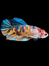 Load image into Gallery viewer, GIANT Male Halfmoon Plakat - Galaxy #1418 - Live Betta Fish
