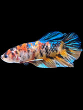 Load image into Gallery viewer, GIANT Male Halfmoon Plakat - Galaxy #1418 - Live Betta Fish
