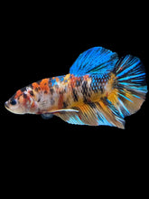 Load image into Gallery viewer, GIANT Male Halfmoon Plakat - Galaxy #1418 - Live Betta Fish
