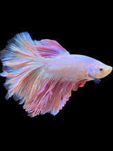 Load image into Gallery viewer, Male Rosetail - Pastel Pink #1419 - Live Betta Fish

