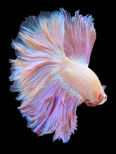 Load image into Gallery viewer, Male Rosetail - Pastel Pink #1419 - Live Betta Fish
