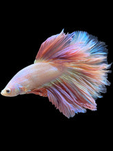 Load image into Gallery viewer, Male Rosetail - Pastel Pink #1419 - Live Betta Fish
