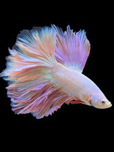 Load image into Gallery viewer, Male Rosetail - Pastel Pink #1419 - Live Betta Fish
