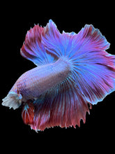 Load image into Gallery viewer, Male Rosetail - Purple #141 - Live Betta Fish
