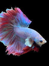 Load image into Gallery viewer, Male Rosetail - Purple #141 - Live Betta Fish
