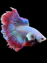 Load image into Gallery viewer, Male Rosetail - Purple #141 - Live Betta Fish
