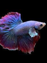 Load image into Gallery viewer, Male Rosetail - Purple #141 - Live Betta Fish
