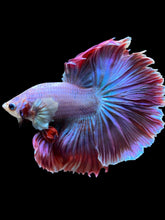 Load image into Gallery viewer, Male Rosetail - Purple #141 - Live Betta Fish
