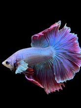 Load image into Gallery viewer, Male Rosetail - Purple #141 - Live Betta Fish
