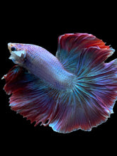 Load image into Gallery viewer, Male Rosetail - Purple #141 - Live Betta Fish
