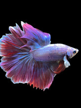 Load image into Gallery viewer, Male Rosetail - Purple #141 - Live Betta Fish
