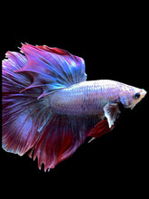 Load image into Gallery viewer, Male Rosetail - Purple #141 - Live Betta Fish
