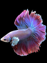 Load image into Gallery viewer, Male Rosetail - Purple #141 - Live Betta Fish
