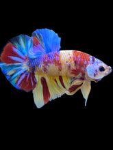 Load image into Gallery viewer, Male Halfmoon Plakat - Multicolor #1420 - Live Betta Fish
