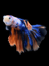 Load image into Gallery viewer, Male Rosetail - Galaxy #1420 - Live Betta Fish
