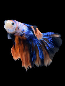 Male Rosetail - Galaxy #1420 - Live Betta Fish