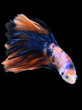 Load image into Gallery viewer, Male Rosetail - Galaxy #1420 - Live Betta Fish
