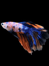 Load image into Gallery viewer, Male Rosetail - Galaxy #1420 - Live Betta Fish
