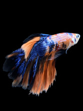 Load image into Gallery viewer, Male Rosetail - Galaxy #1420 - Live Betta Fish

