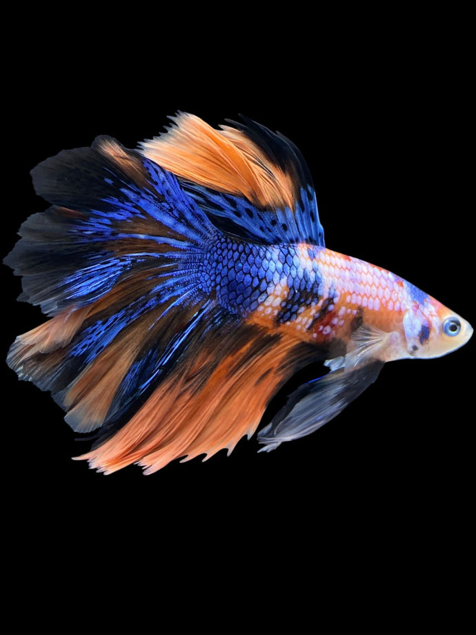 Male Rosetail - Galaxy #1420 - Live Betta Fish